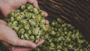 Beer for Noobs: WTF are Hops?
