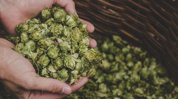 Beer for Noobs: WTF are Hops?