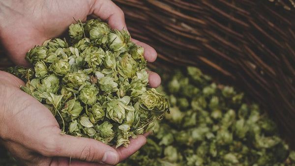 Hoppy & Aromatic